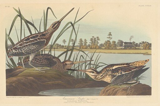 American Snipe