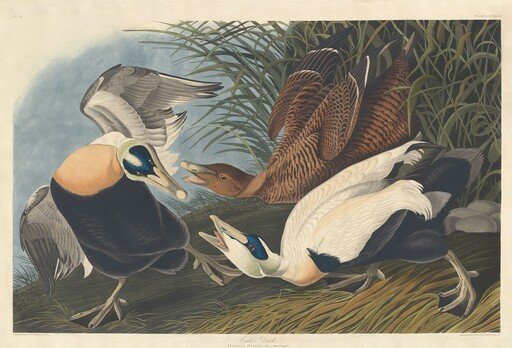 Eider Duck