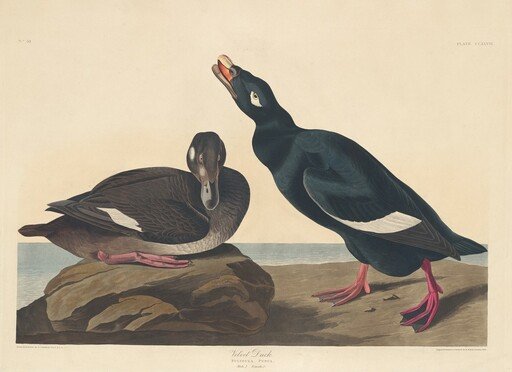 Velvet Duck