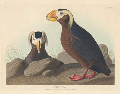 Tufted Auk