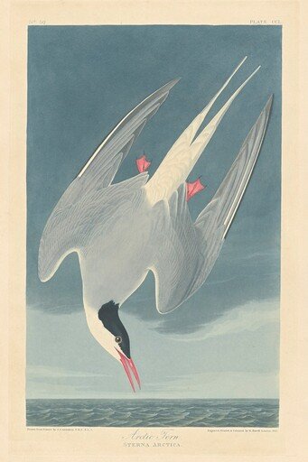 Arctic Tern