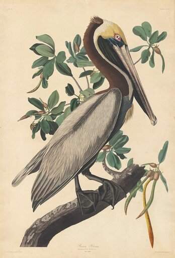 Brown Pelican