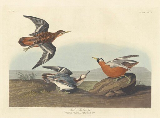 Red Phalarope