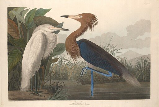Purple Heron