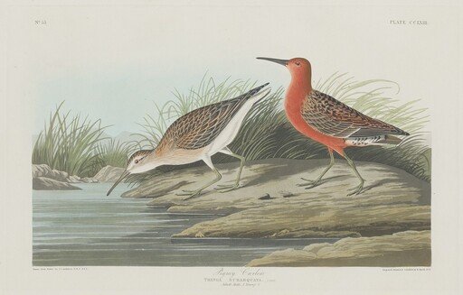 Pigmy Curlew
