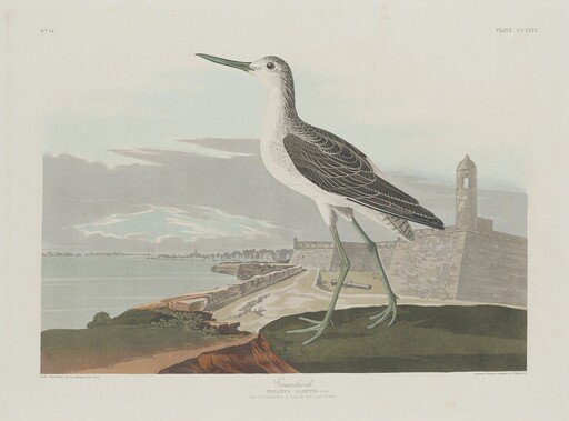 Greenshank