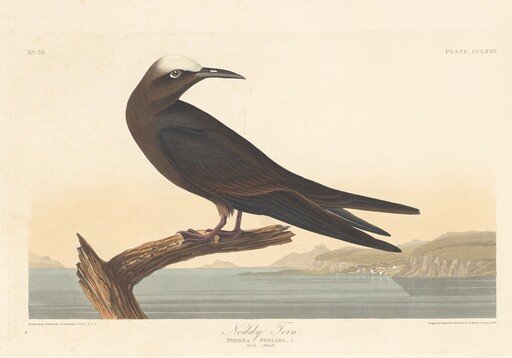 Noddy Tern