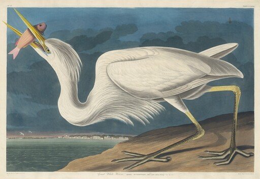 Great White Heron