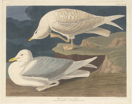 White-winged Silvery Gull