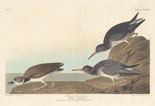 Purple Sandpiper