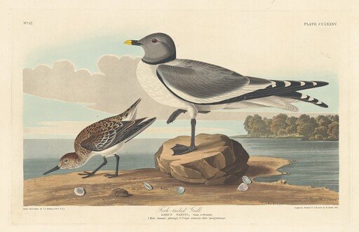 Fork-tailed Gull