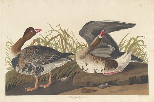 White-fronted Goose
