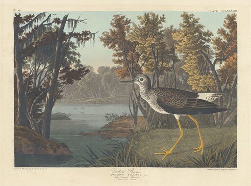 Yellow Shank