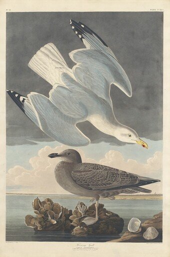 Herring Gull