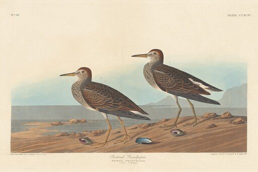 Pectoral Sandpiper