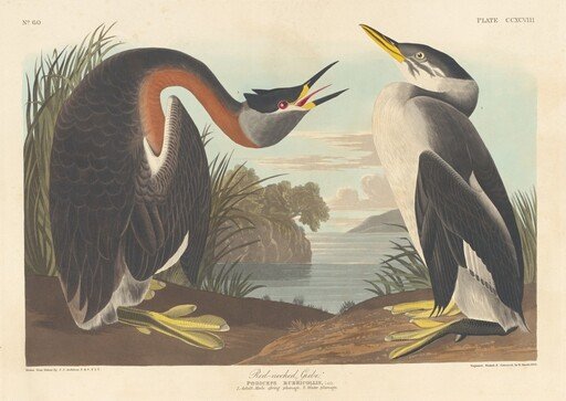 Red-necked Grebe