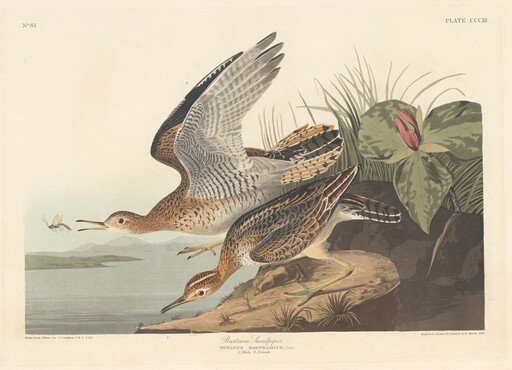 Bartram Sandpiper