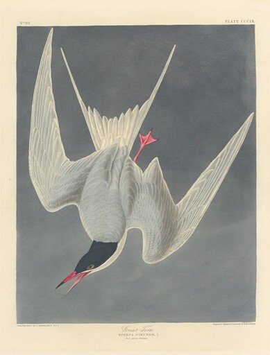 Great Tern
