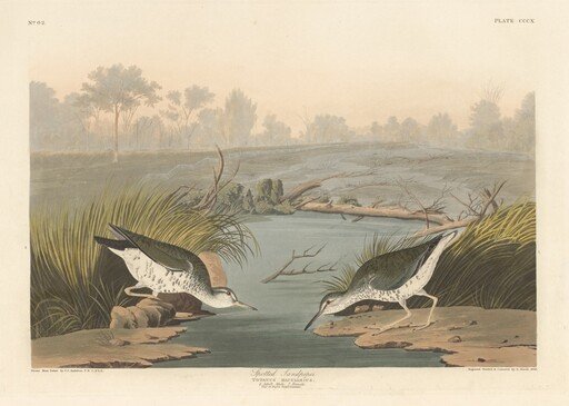 Spotted Sandpiper