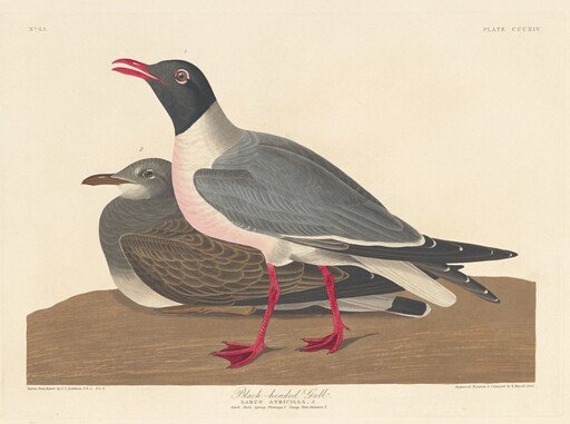 Black-headed Gull