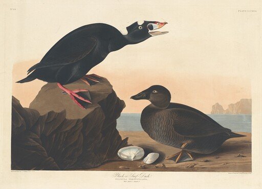 Black or Surf Duck