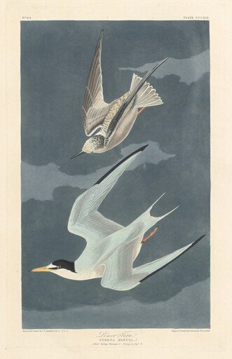 Lesser Tern