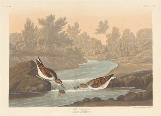 Little Sandpiper