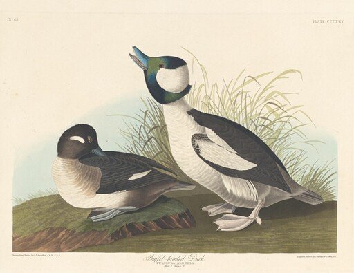 Buffel-headed Duck