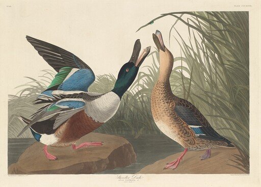 Shoveller Duck