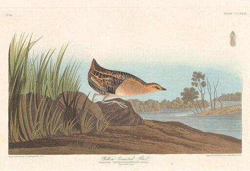 Yellow-breasted Rail