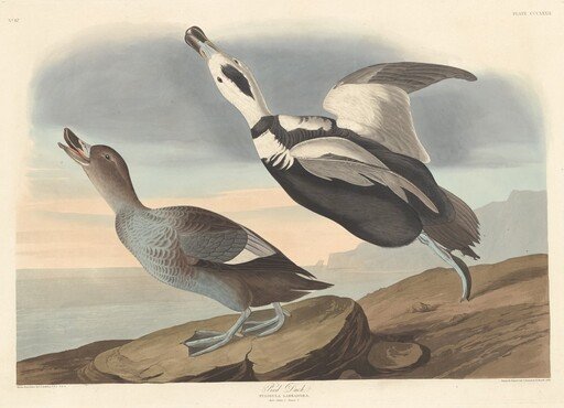 Pied Duck