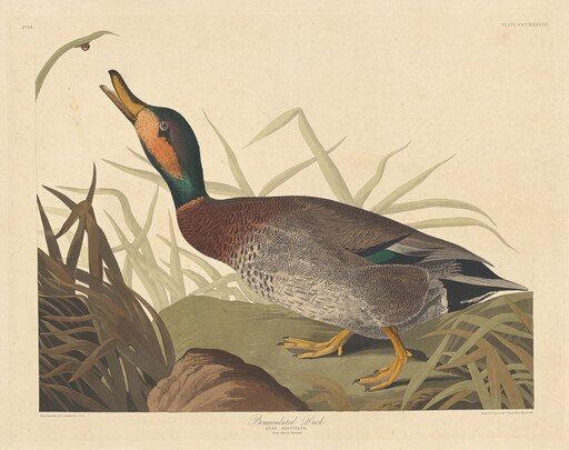 Bemaculated Duck