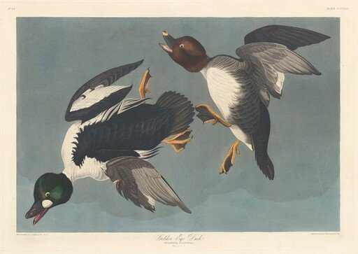 Golden-eye Duck