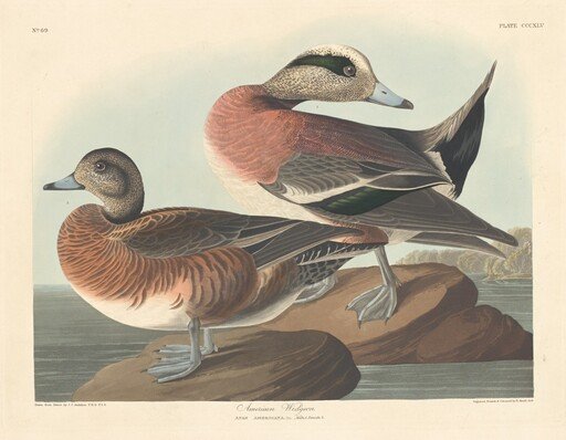 American Widgeon