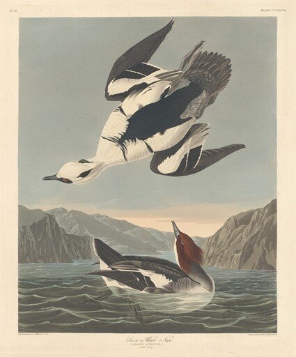 Smew or White Nun