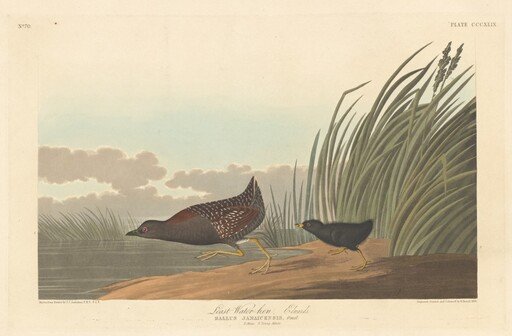 Least Water-hen