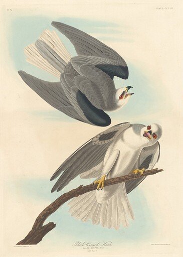 Black-winged Hawk