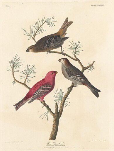 Pine Grosbeak