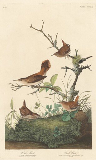 Winter Wren and Rock Wren