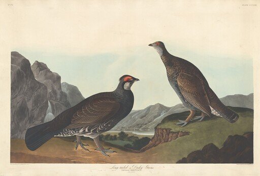 Long-tailed or Dusky Grous