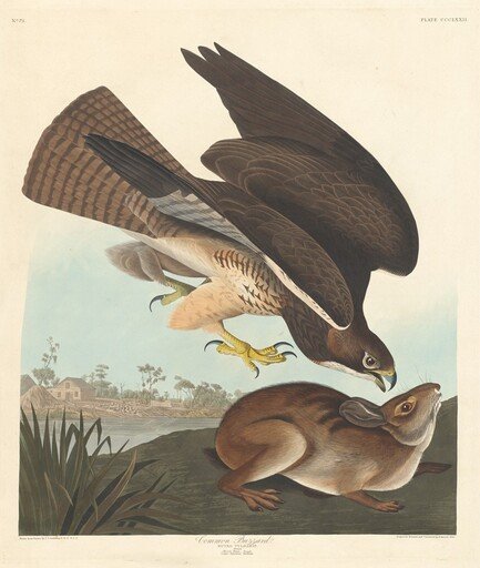 Common Buzzard