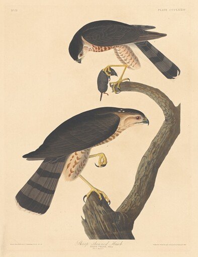 Sharp-shinned Hawk