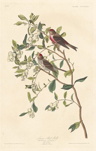 Lesser Red-poll