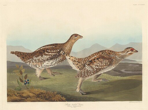 Sharp-tailed Grous