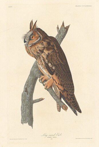 Long-eared Owl