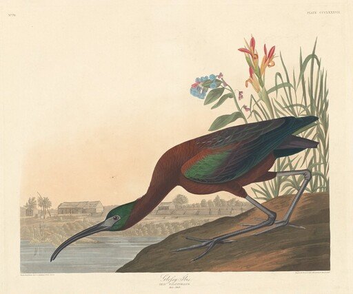 Glossy Ibis