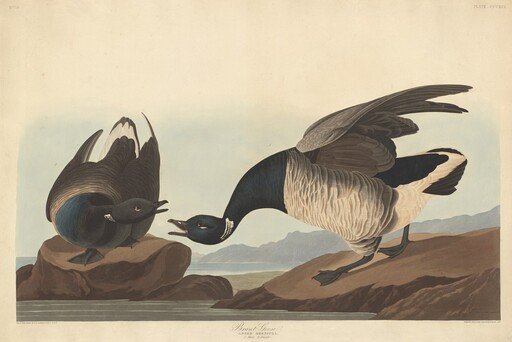 Brant Goose