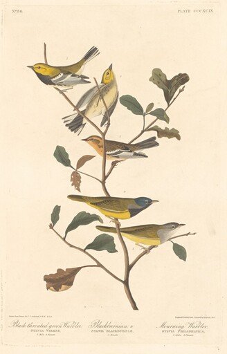 Black-throated Green Warbler, Blackburnian Warbler and Mourning Warbler