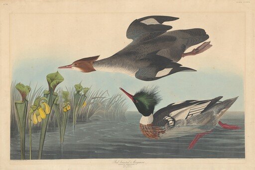 Red-breasted Merganser
