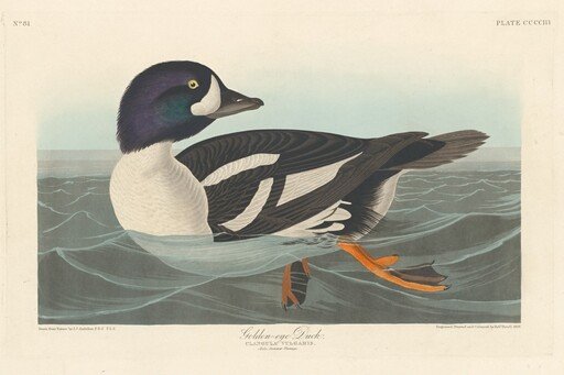 Golden-eye Duck